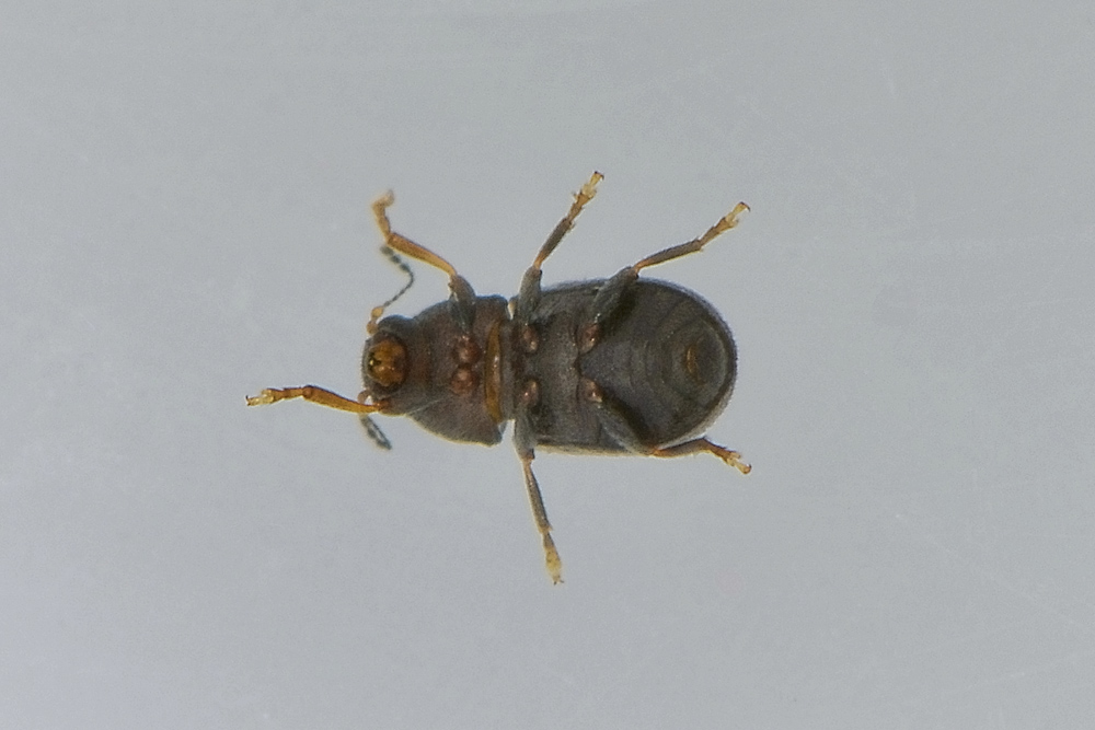 Choragus sheppardi - Anthribidae